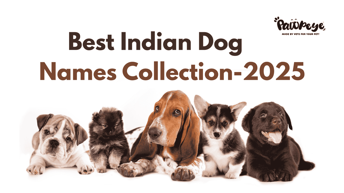 A list of over 250 unique Indian dog names suitable for your beloved pet, showcasing diverse and meaningful options.