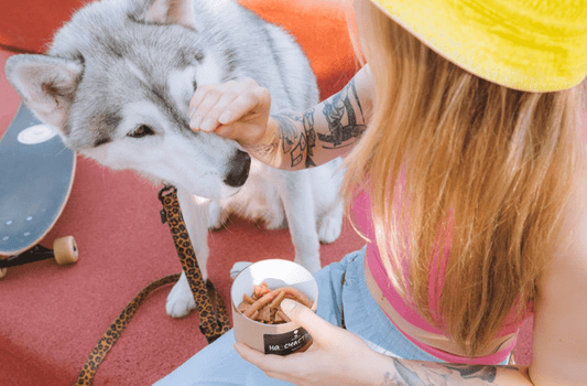 What is favorite dog food?