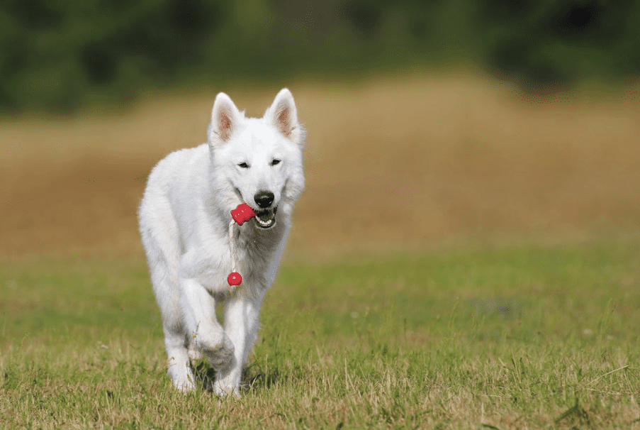 What Puppies Need - Nutrition Tips for Growing Dogs