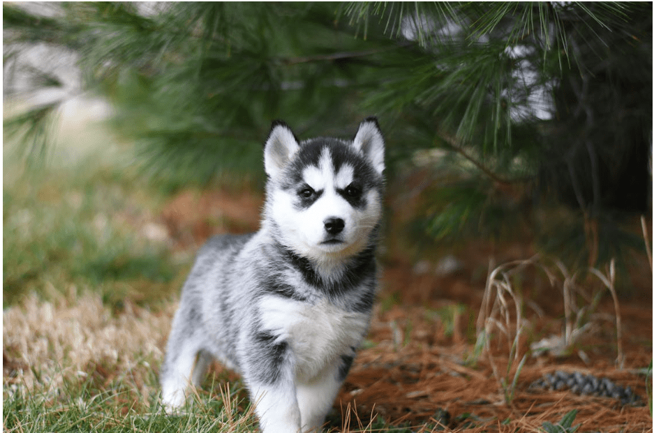 What is a natural antibiotic for a dog?