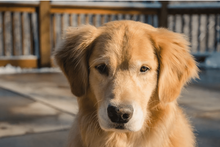 Large Breeds, Big Appetites - Diet Tips for German Shepherds and Rottweilers