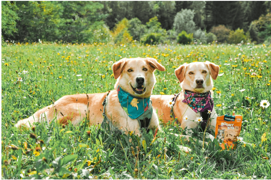 The Role of Treats in Positive Dog Training