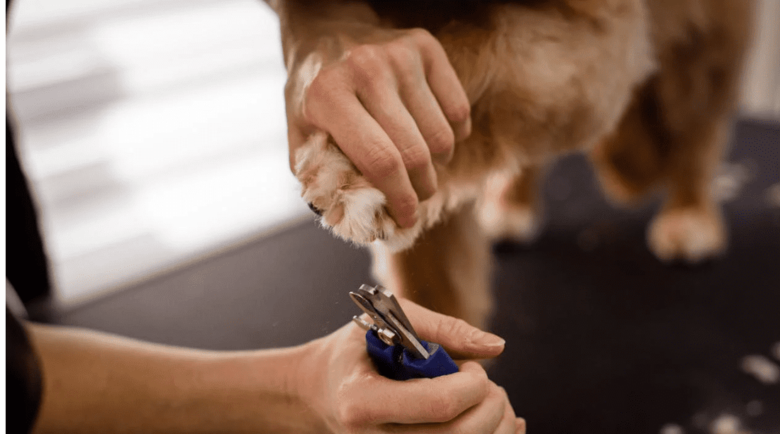 DIY Puppy Grooming - Dos and Don'ts