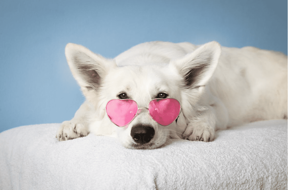 Top Superfoods for Dogs and How to Incorporate Them