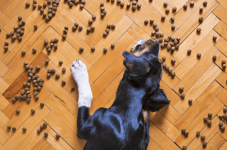 Best Dog Food for German Shepherds