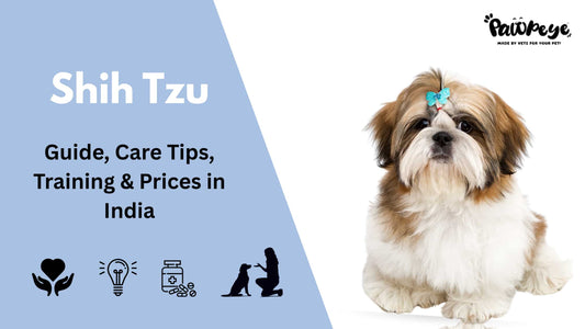 Shih Tzu : Guide, Care Tips, Training & Price in India