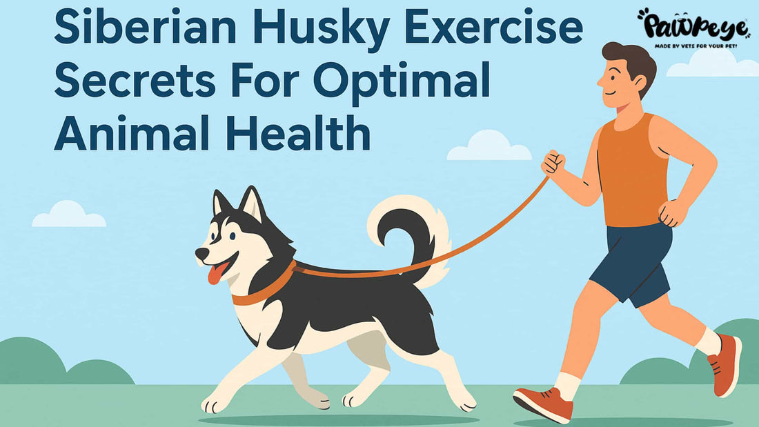 Siberian Husky Exercise Secrets For Optimal Animal Health
