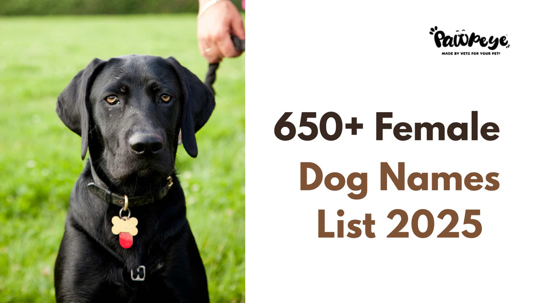 650+ Best Female Dog Names (2025 List)