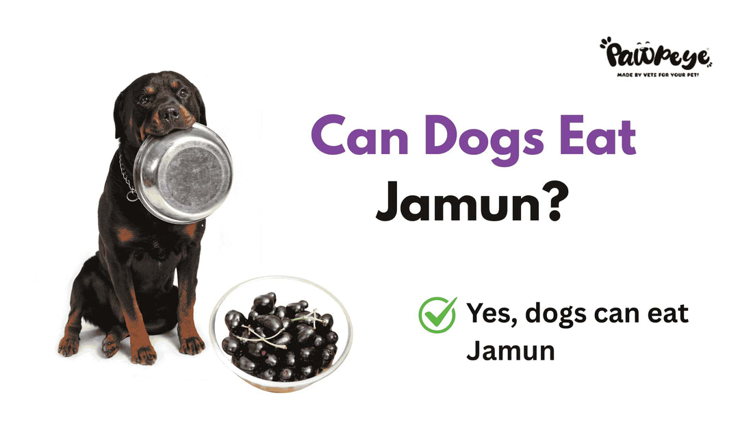 Can Dogs Eat Jamun or Java plum? | is jamun good for dogs