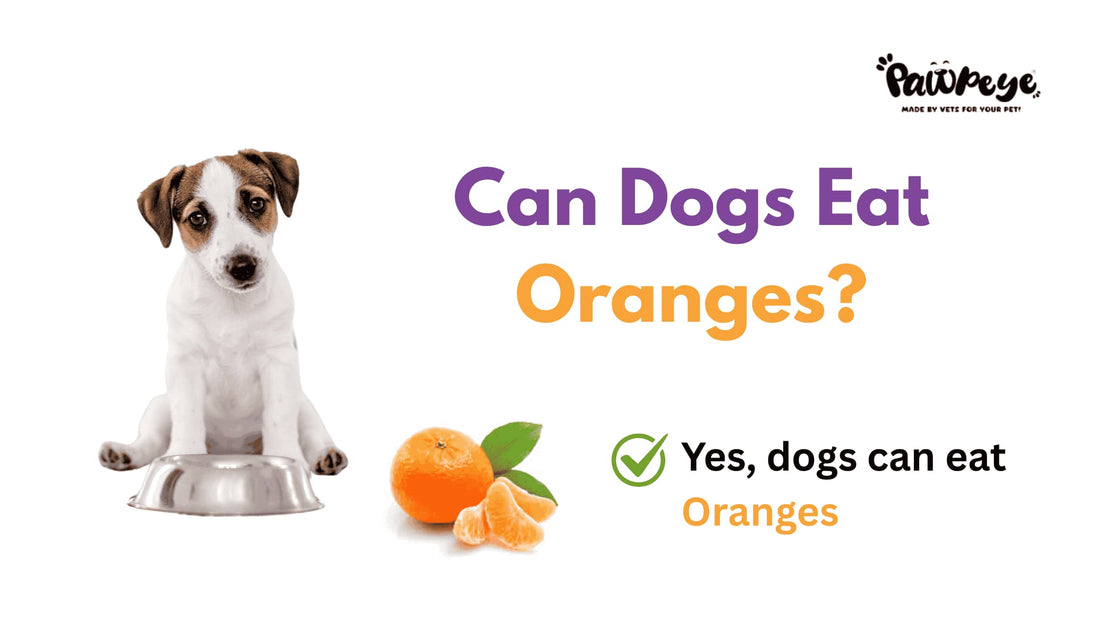 Can Dogs Eat oranges