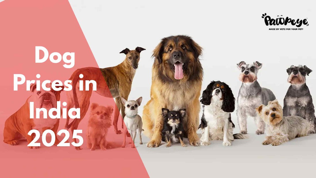 Dog Prices in 2025: How Much Will Your Dream Pet Really Cost?