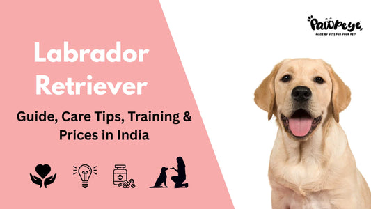 Labrador Retriever: Guide, Care Tips, Training & Price in India
