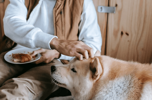 Which dog eat most food?