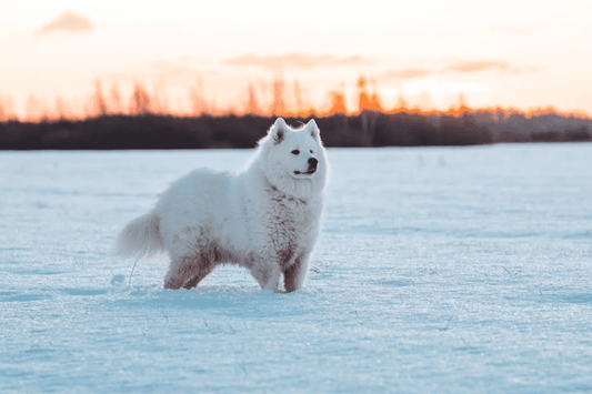 How to tell a healthy dog?