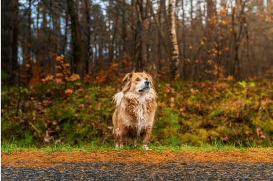 The Connection Between Dog Food and Coat Health: Tips for a Shinier Fur