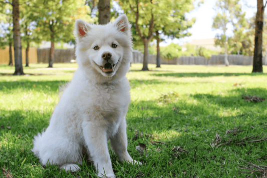 How Diet Affects Your Dog’s Behavior - What to Know?