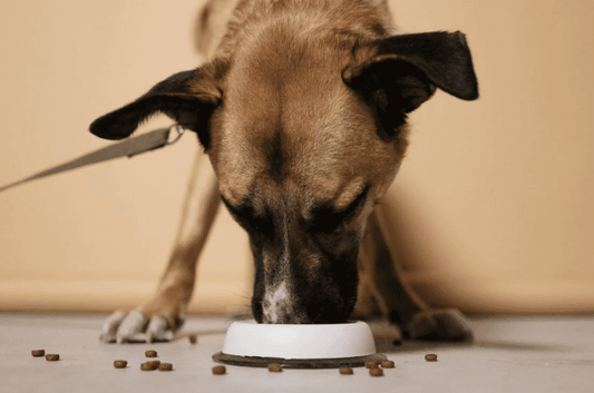 The Science of Portion Sizes - Are You Overfeeding Your Dog?