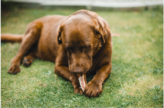 Transitioning Your Dog to a New Diet - A Step-by-Step Guide