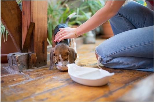 Common Food Allergies in Dogs and How to Spot Them