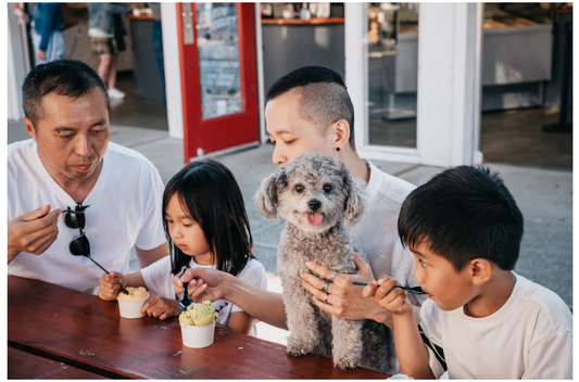 5 Tips to Stop Your Dog from Begging at the Table