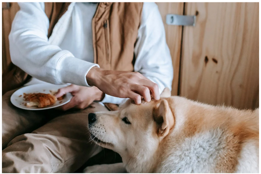 Understanding Your Dog’s Body Language During Meal Time