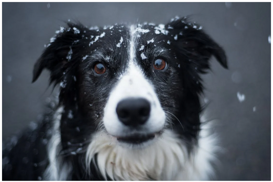 Winter Diet Tips - Foods That Keep Your Dog Warm and Healthy