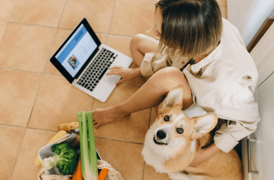 Meal-Time Manners - Teaching Your Dog How to Wait for Food