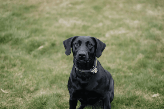 Keeping Your Dog Cool in Summer - Hydrating Snacks & Tips