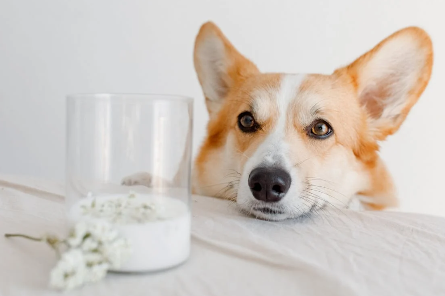 Is milk good for dogs?