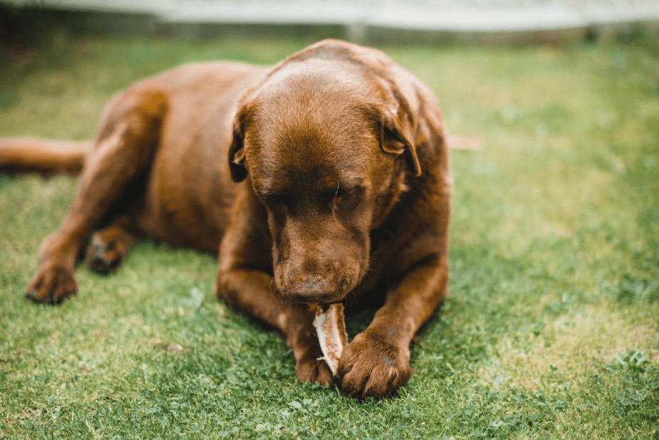 What oils are good for dogs to eat?