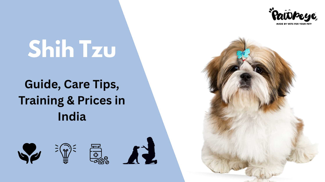 Shih Tzu : Guide, Care Tips, Training & Price in India