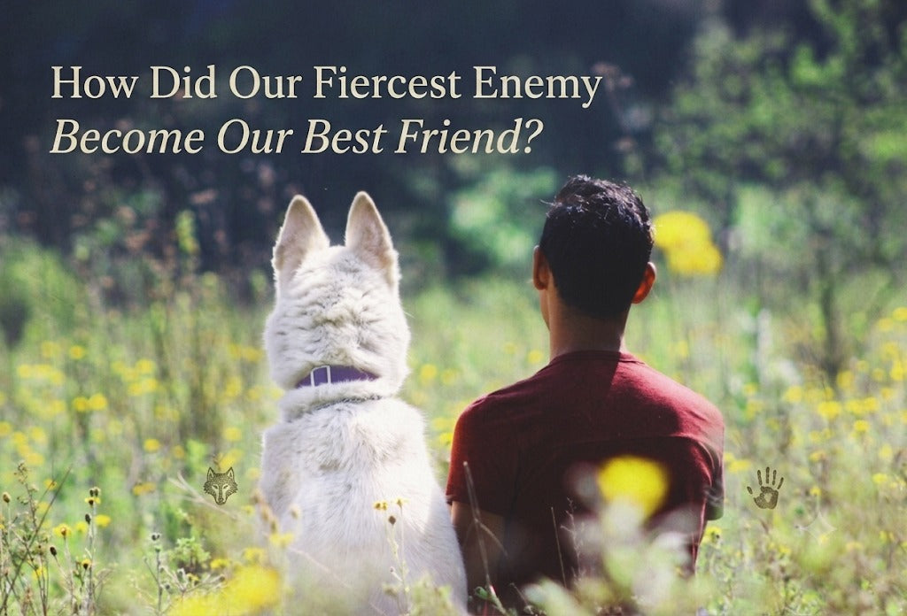 How Did Our Fiercest Enemy Become Our Best Friend?