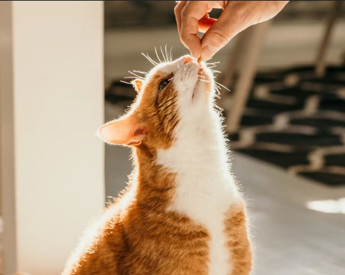 The Treat Every Cat Comes Running For