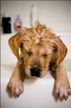 DIY Dog Shampoo: An Easy Homemade Recipe for a Healthy Skin &amp; Coat