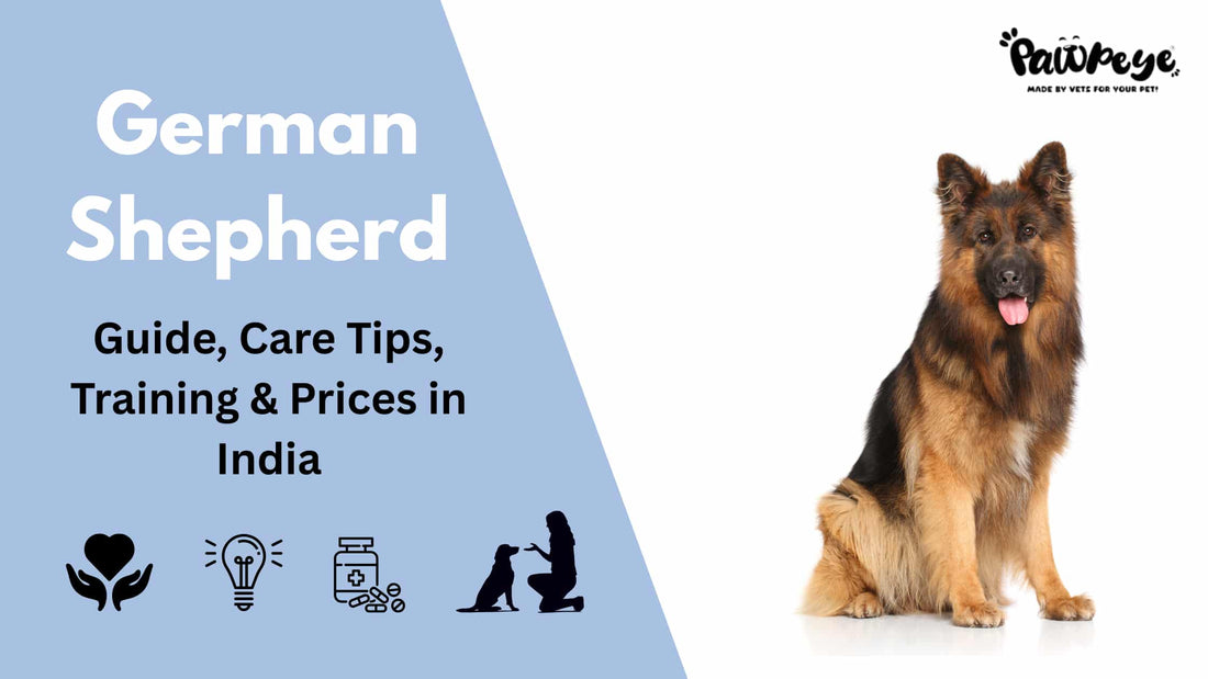 German Shepherd: Guide, Care Tips, Training and Prices in India