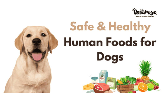 30 Safe & Healthy Foods for Dogs (You’ll Be Surprised!)