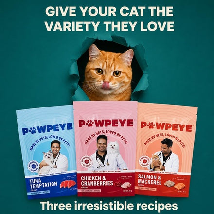 Trial Box Cat Wet Food Adult & Kitten - 3 Flavors | Pack of 3