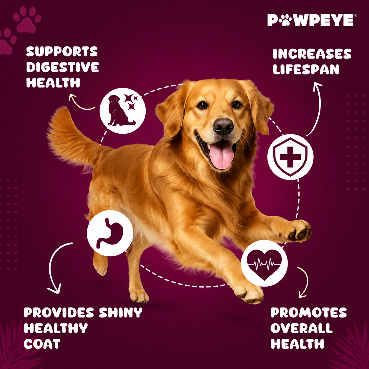 Wet Dog Food Trial Box | 3 x 100g