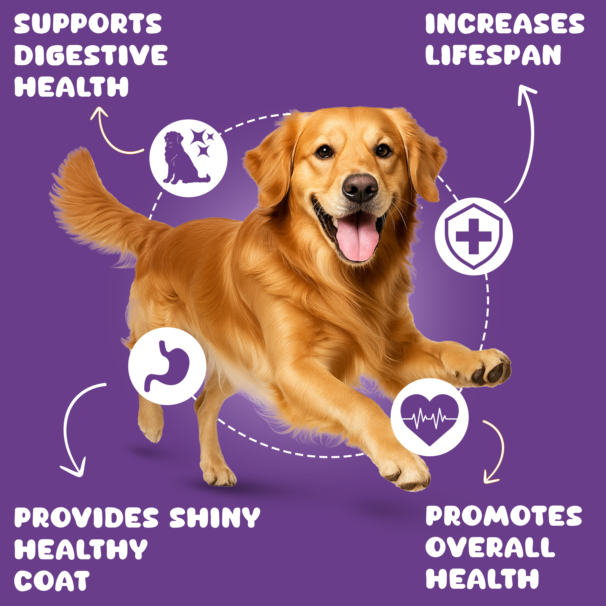 Lamb(Mutton) & Blueberry Flavour | Wet Dog Food Monthly Box |30 Packs x 100g, 3Kgs | for Adult Dogs & Puppies | Vet-Formulated, Human-Grade, Grain & Preservative-Free, 100% Natural
